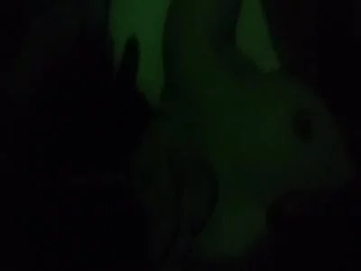 大胸妹
